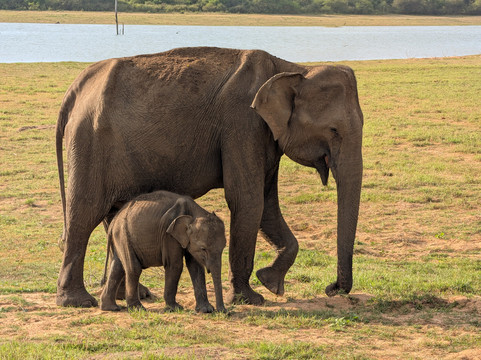 Jay’S Tours-科伦坡必去景点
