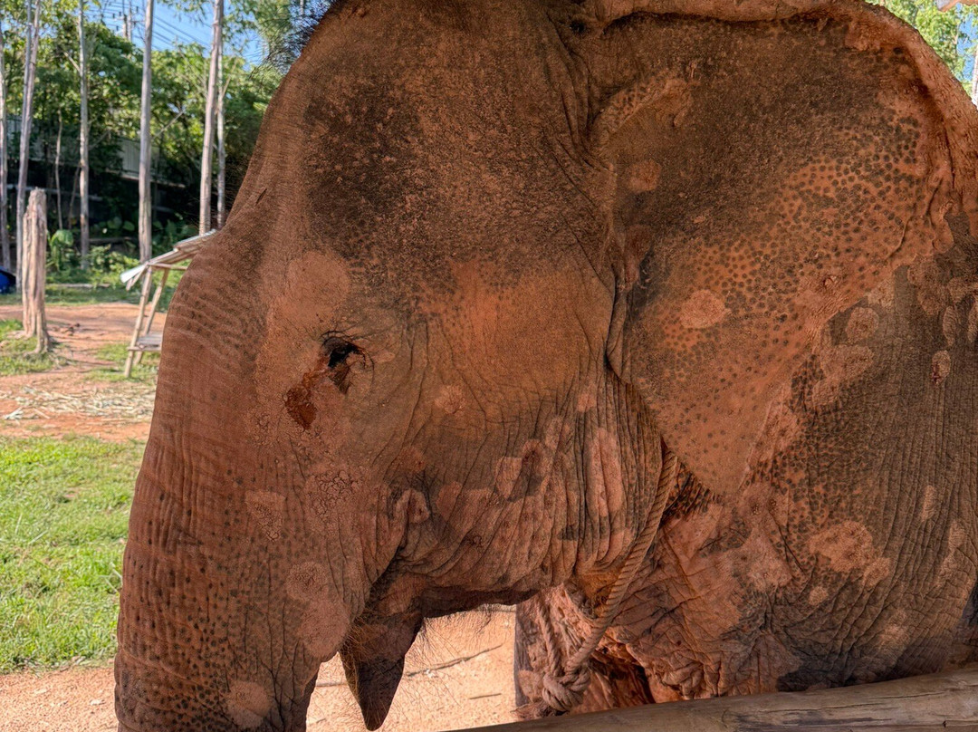 Kerchor Elephant Family Phuket-卡图必去景点