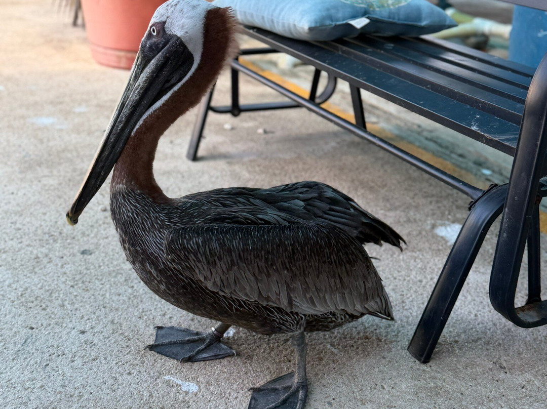 Centro de Conservación de Manatíes de Puerto Rico-Bayamon必去景点