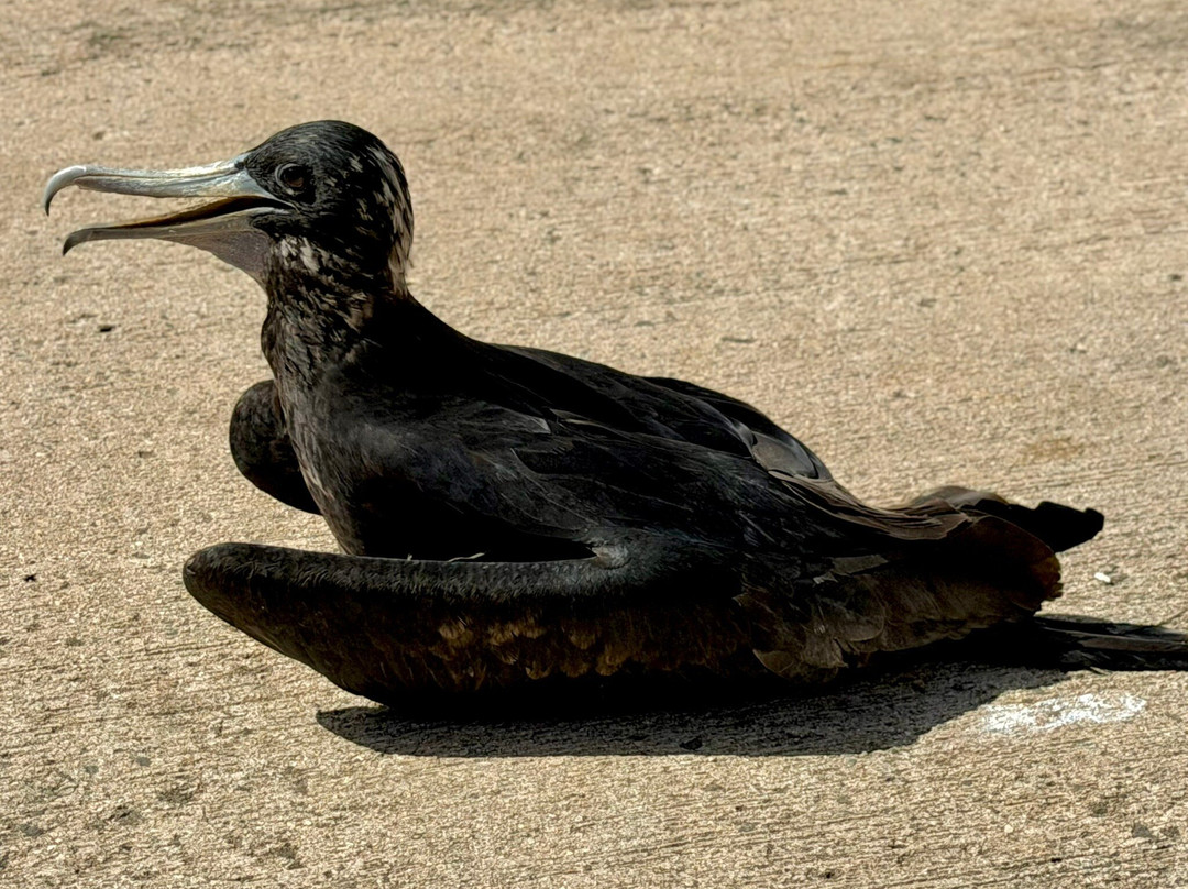 Centro de Conservación de Manatíes de Puerto Rico-Bayamon必去景点
