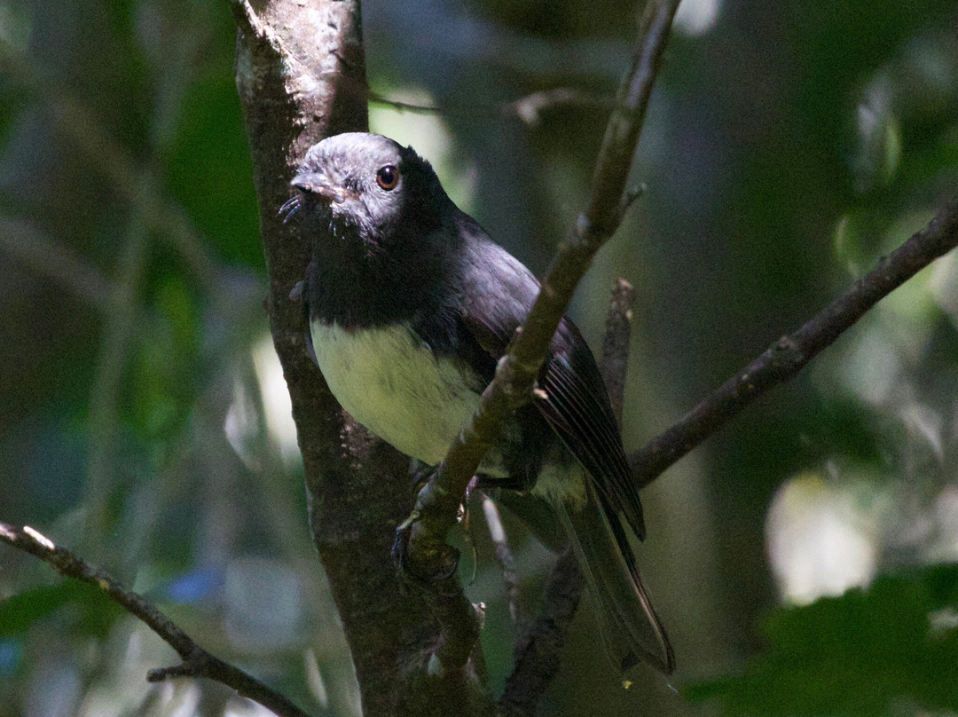 Orokonui Ecosanctuary-但尼丁必去景点