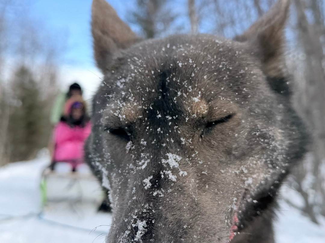 The Alaska Dogstead Mushing Company-Big Lake必去景点