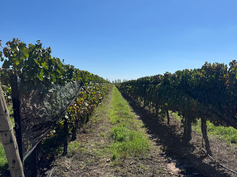 Bodega Septima-路冉得库约必去景点