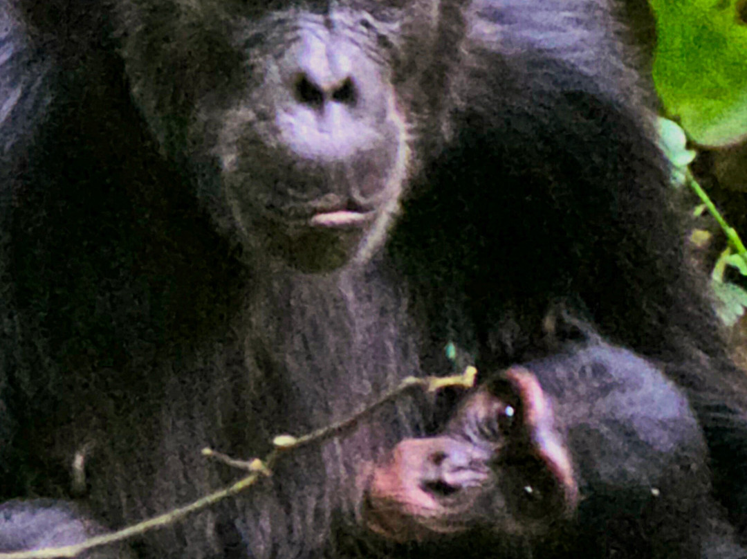 Irembo Africa Safaris Ltd-坎帕拉必去景点