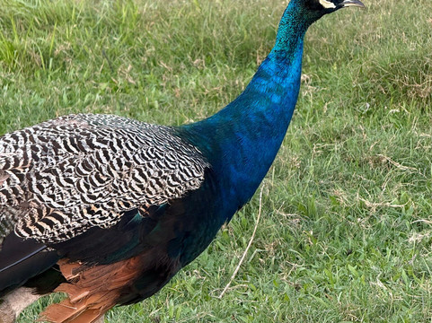 Adventure Himalaya Circuit Treks and Tours - Private Day Tours-加德满都必去景点