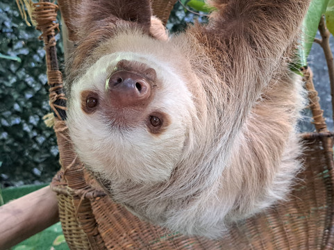 Sloth Sanctuary of Costa Rica-卡维塔必去景点