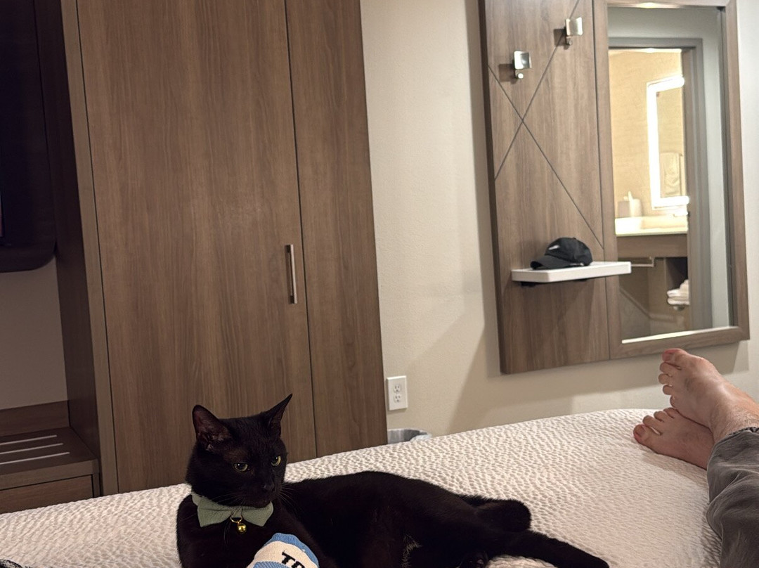 韦恩斯伯勒东智选假日套房酒店主图