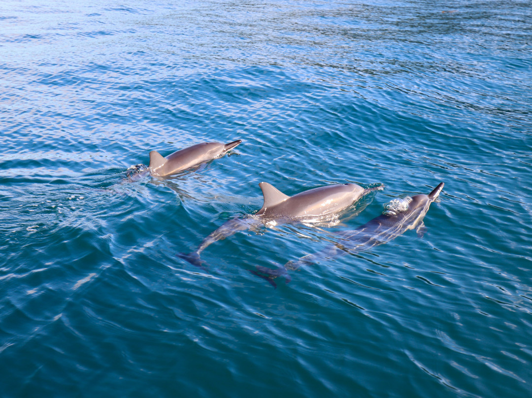 Vitamin Sea Mauritius-黑河必去景点