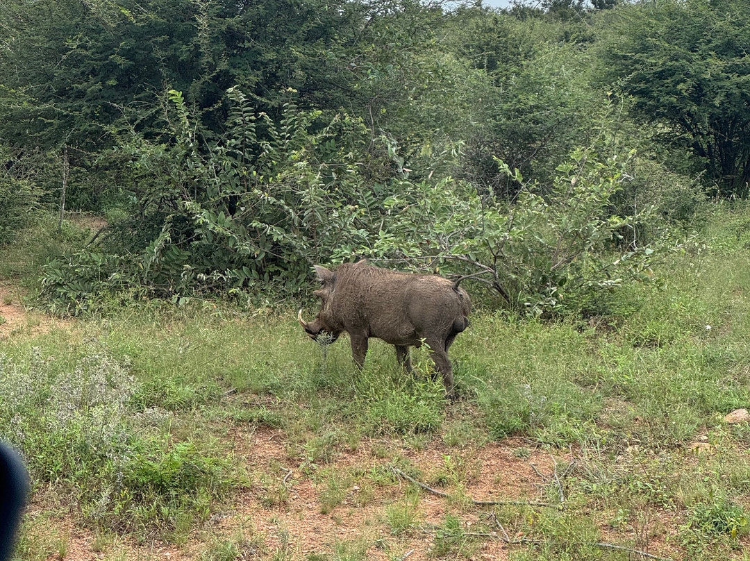 Kurt Safari-克鲁格国家公园必去景点
