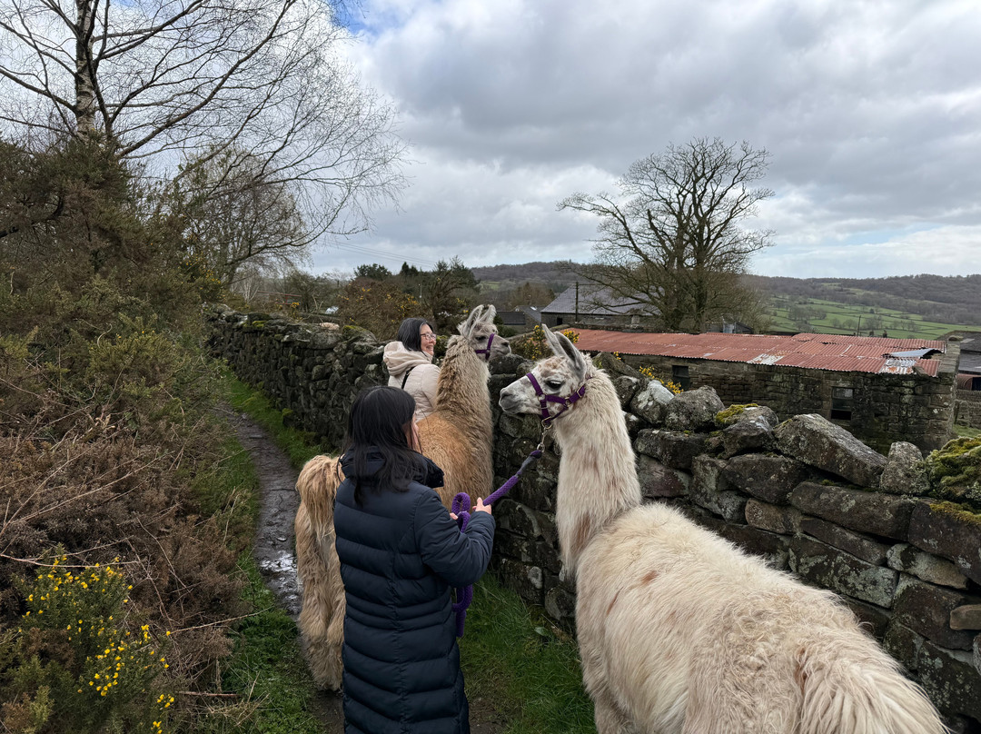 Nidderdale Llamas-哈罗盖特必去景点