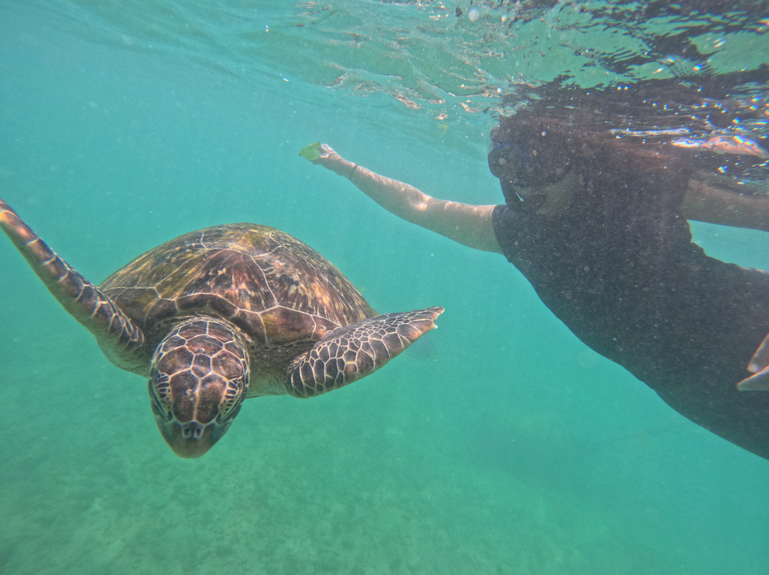 Mirissa Turtle Snorkeling Tours-美蕊沙必去景点