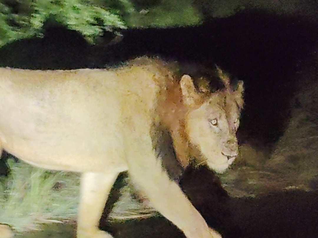 Royal Safaris-库马堤港必去景点