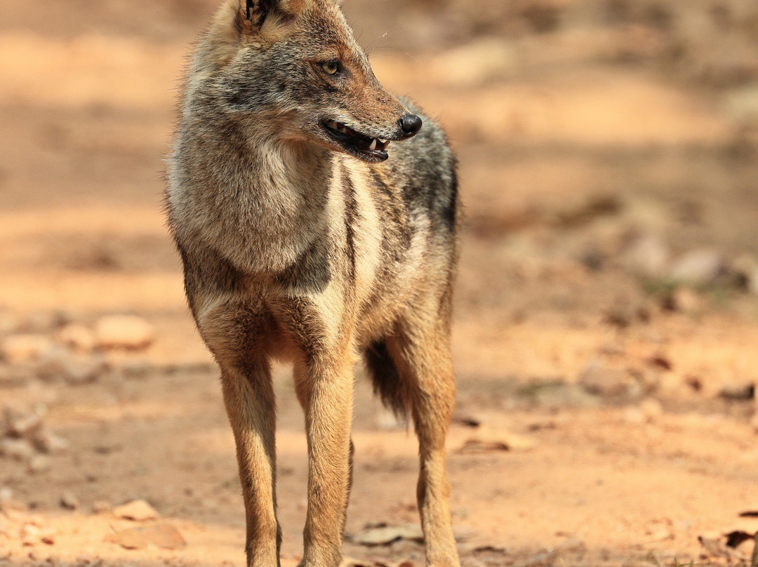 Singinawa Jungle Lodge主图