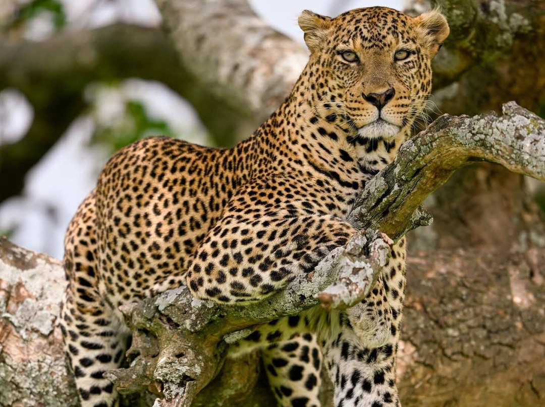 Golden Lion Safaris