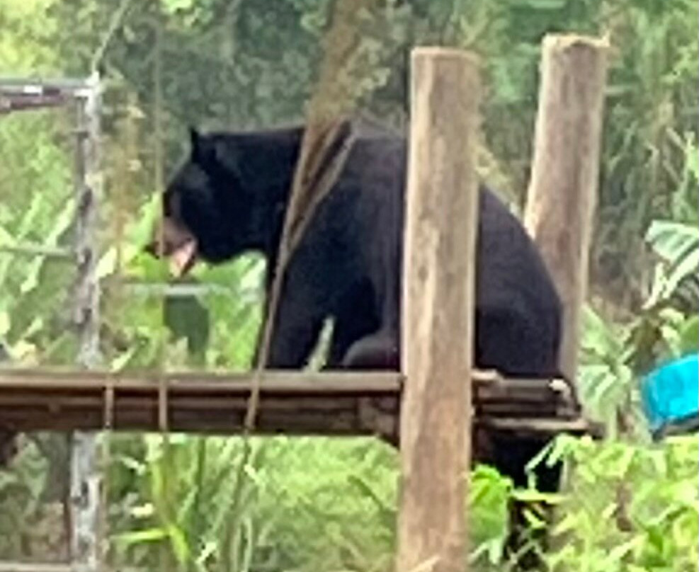 Bear Sanctuary Ninh Binh-宁平必去景点