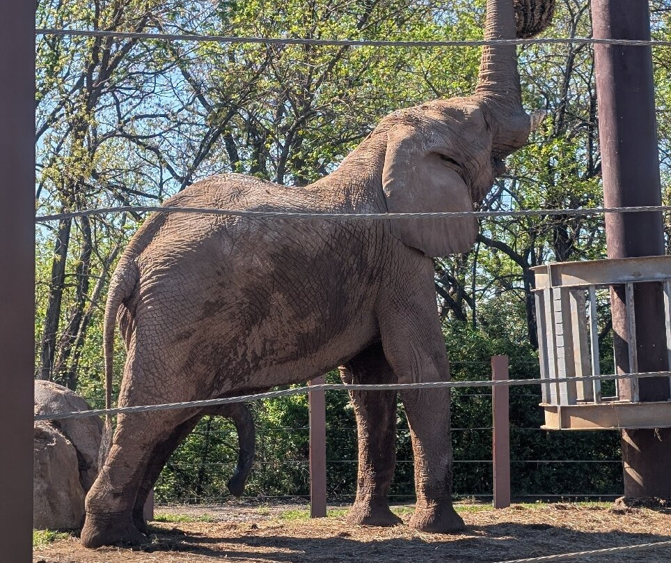 Kansas City Zoo & Aquarium-堪萨斯城必去景点