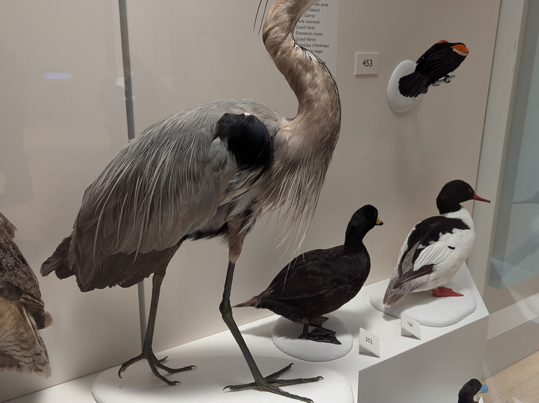 Canadian Museum Of Nature-渥太华必去景点