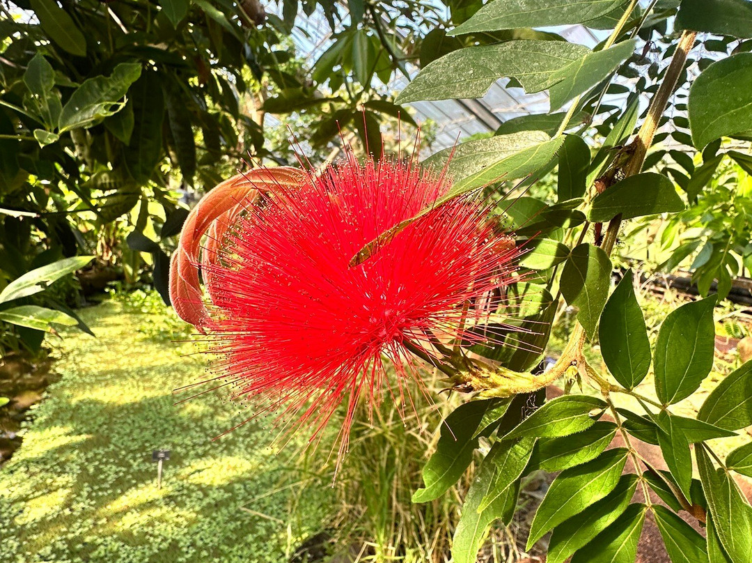 Dundee Botanic Garden-敦提必去景点