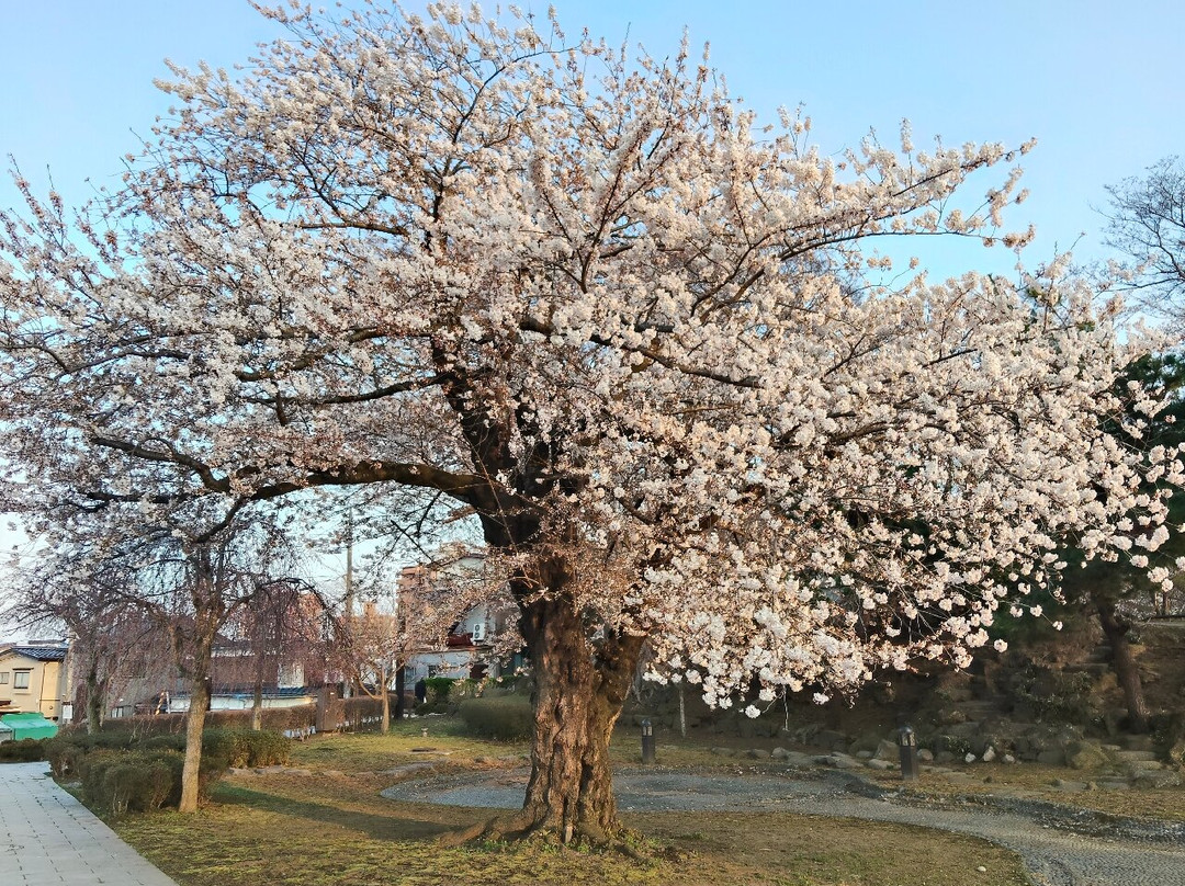 Hachinohe Castle Ruins-八户市必去景点