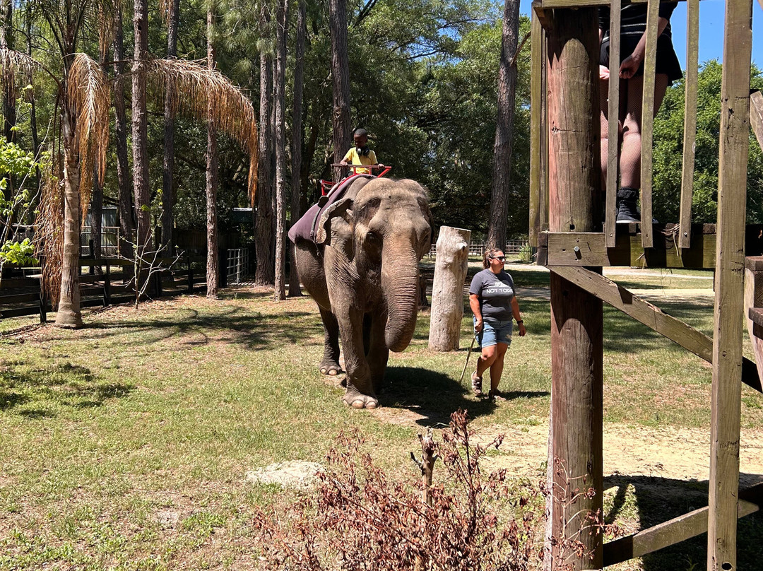 Two Tails Ranch: All About Elephants-Williston必去景点