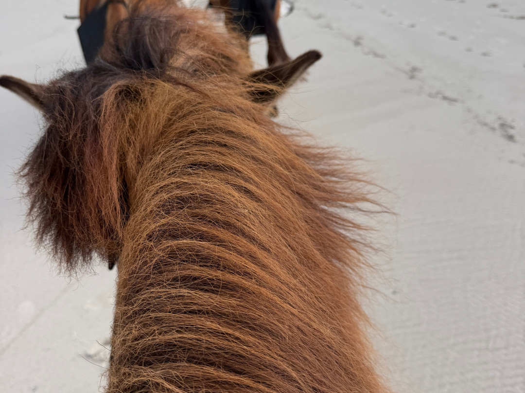 Amelia Island Horseback Riding-费尔南迪纳岛必去景点