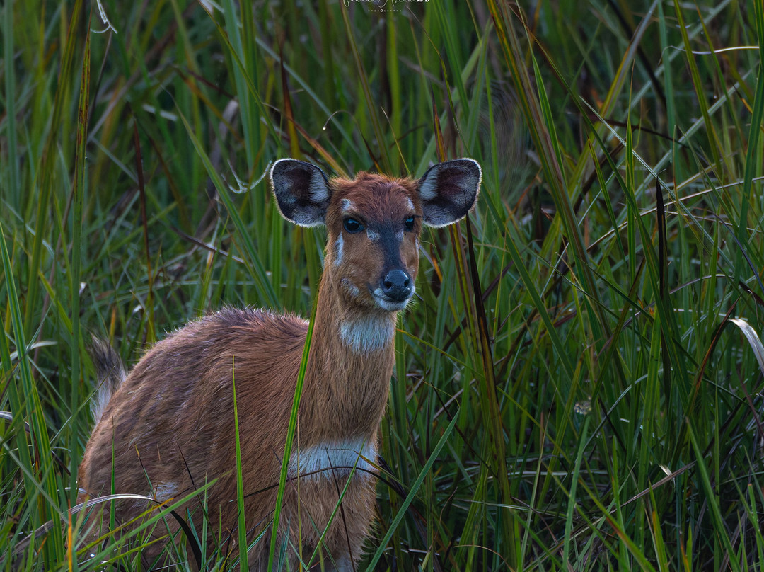 Saiwa Swamp National Park-Kitale必去景点