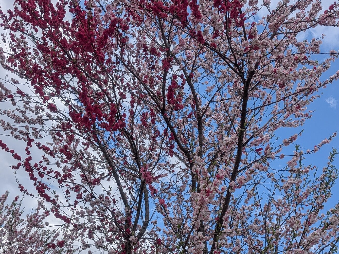 Hanamiyama Park-福岛市必去景点