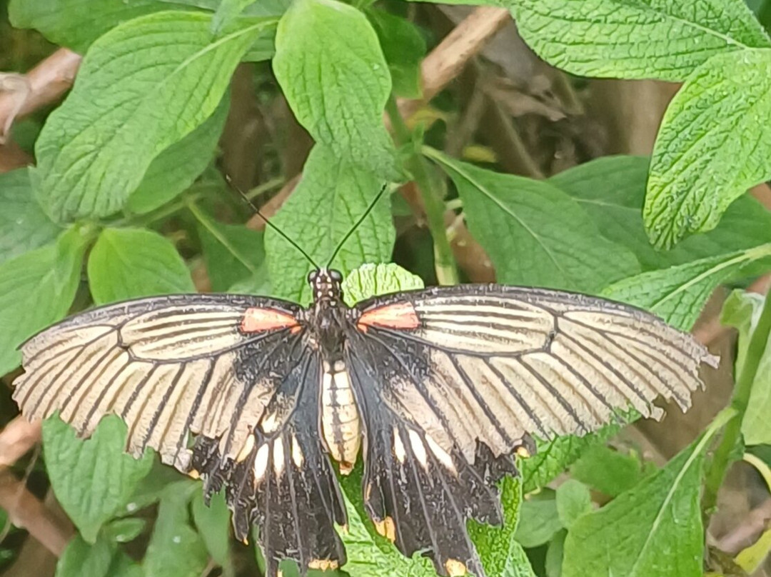 Guys Butterfly House-St Hilary必去景点