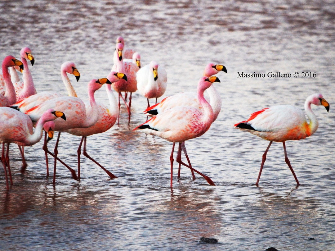 Laguna Colorada-波托西城必去景点