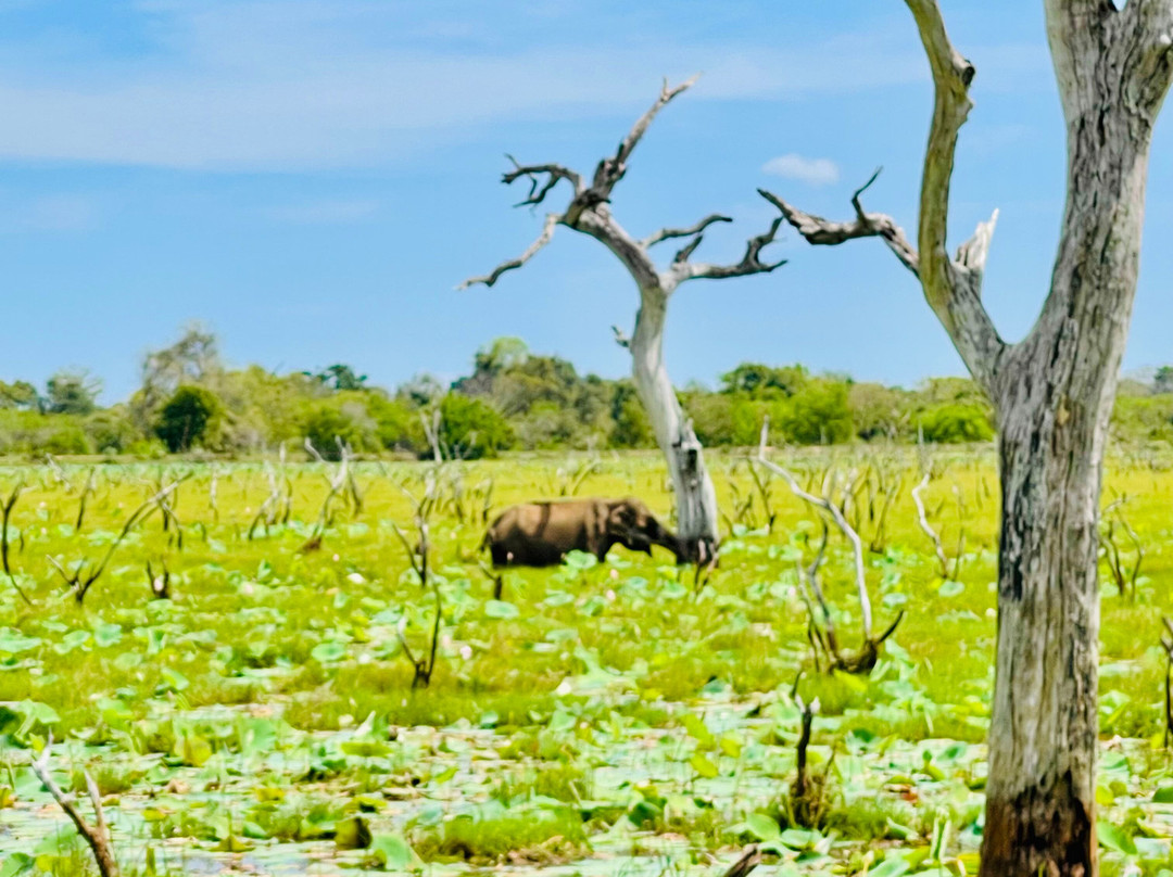 Didulanka yala safari-Thanamalwila必去景点