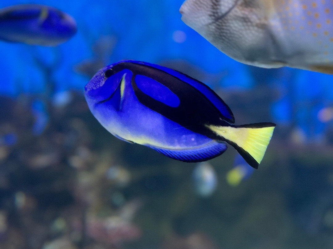AquaRio-里约热内卢必去景点