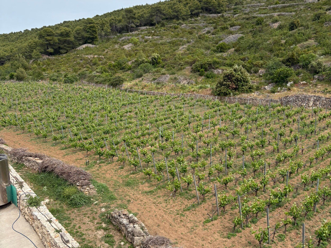 Vislander Winery-Island of Vis必去景点