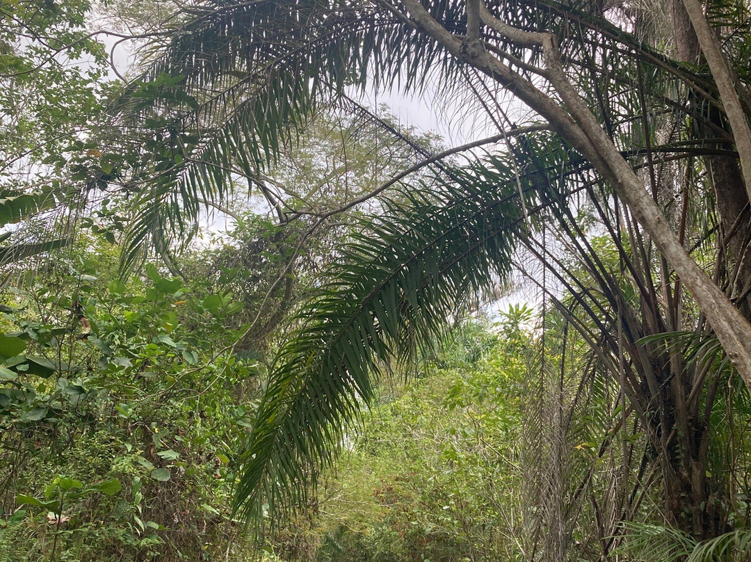 Piasau Nature Reserve-美里必去景点