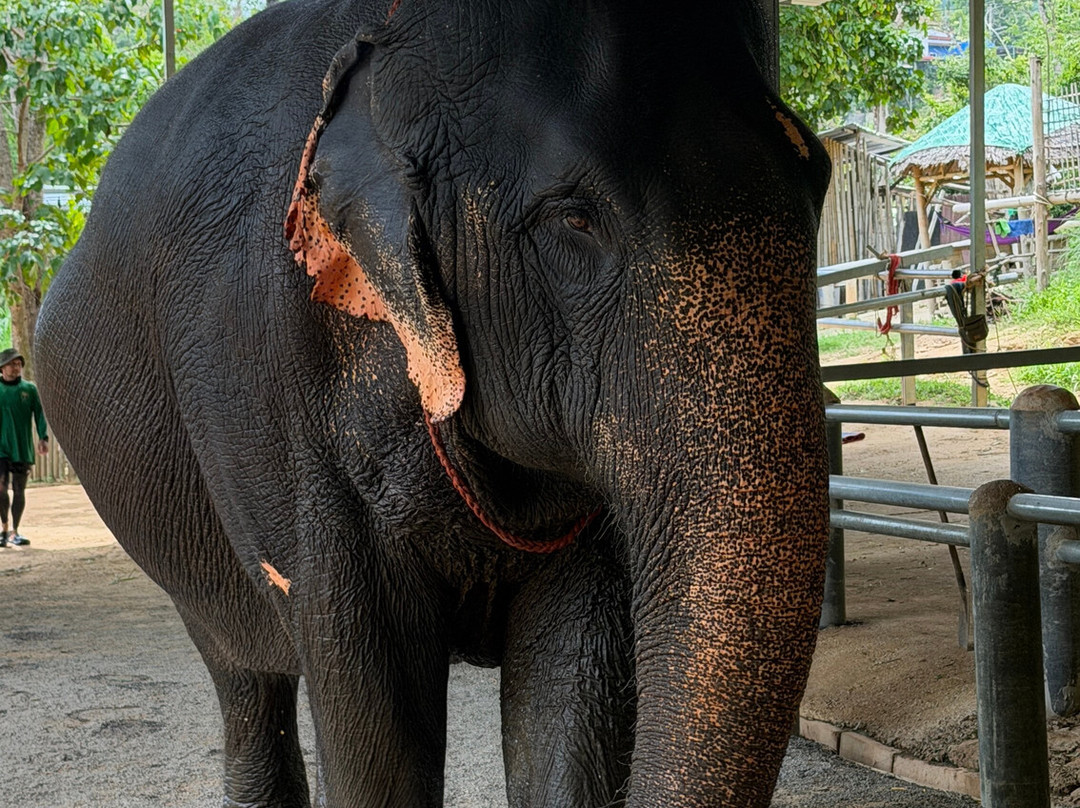 Phuket Elephant Care-奈通必去景点