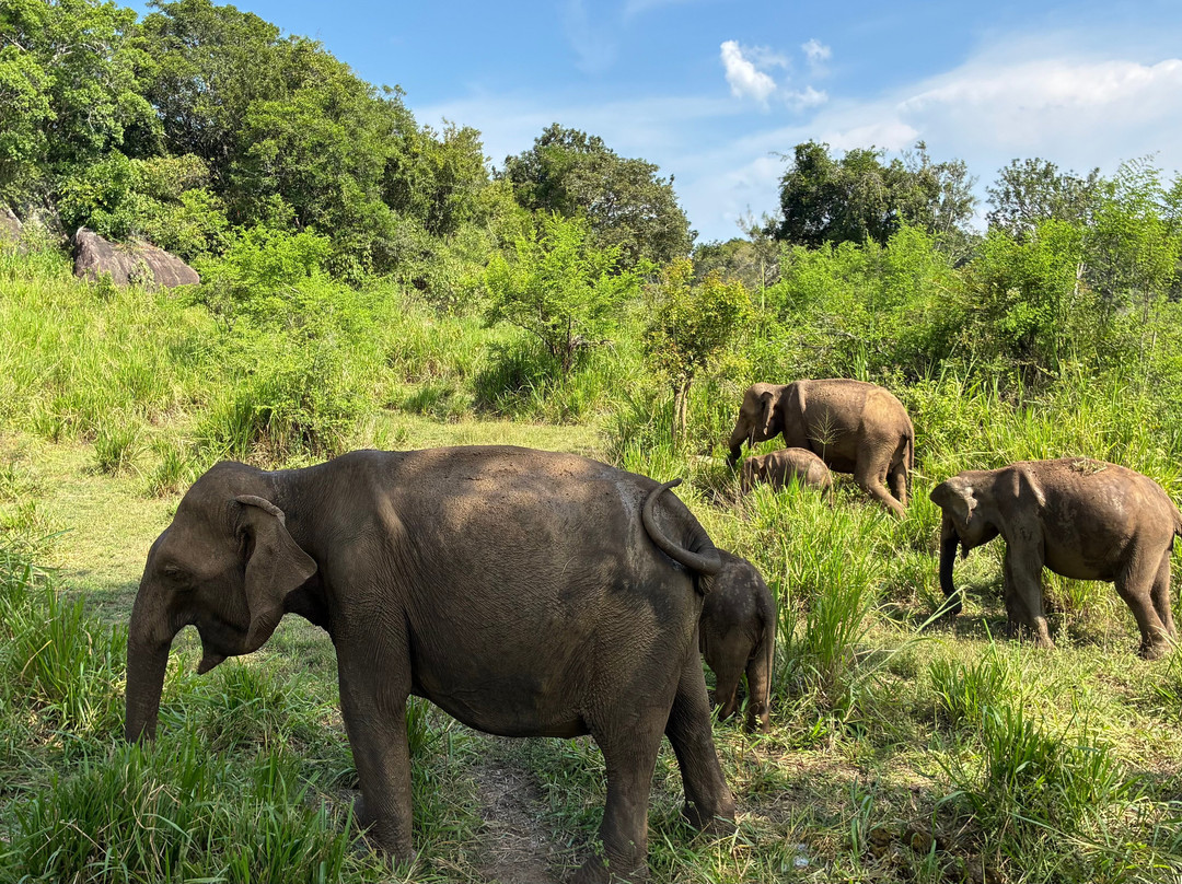 Sri Lanka Driver Tours-Yatiyana必去景点