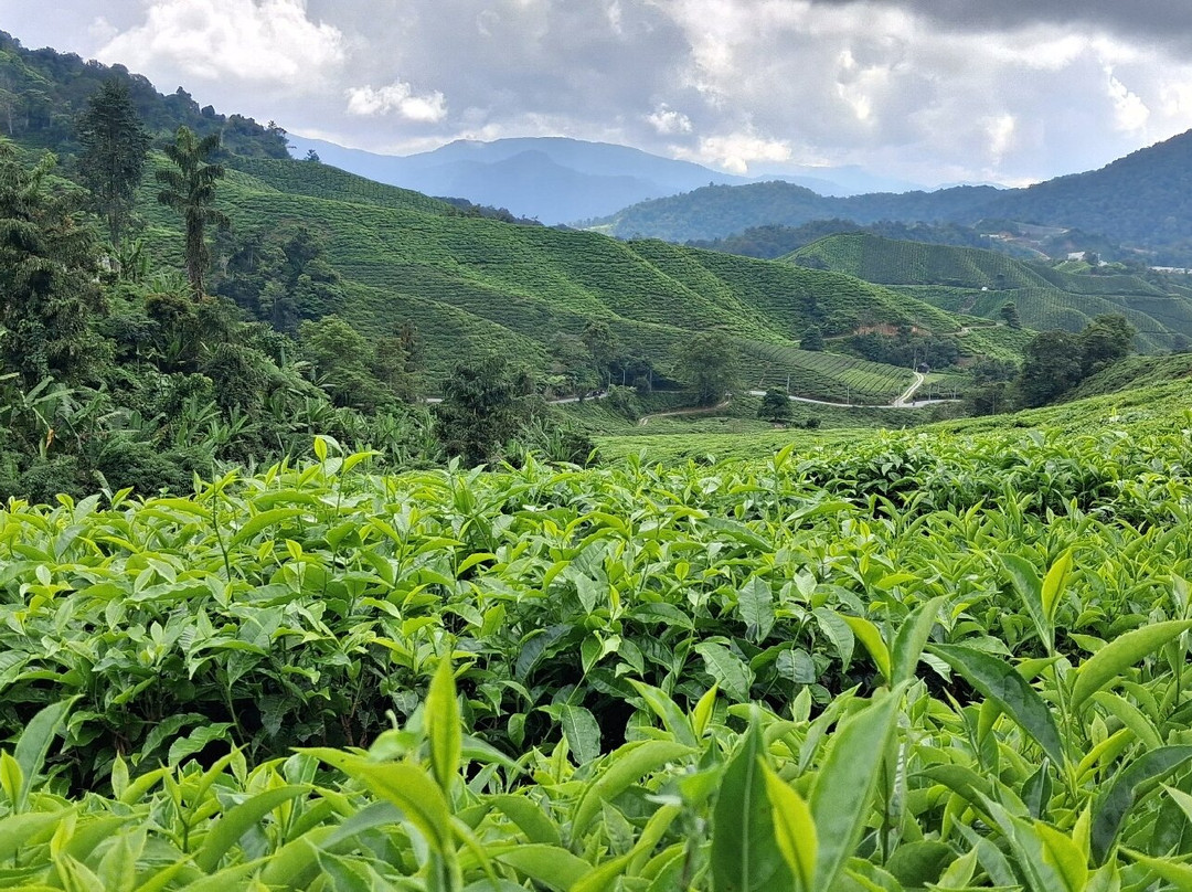 Ferns, Fronds, Friends & Family-丹那拉塔必去景点