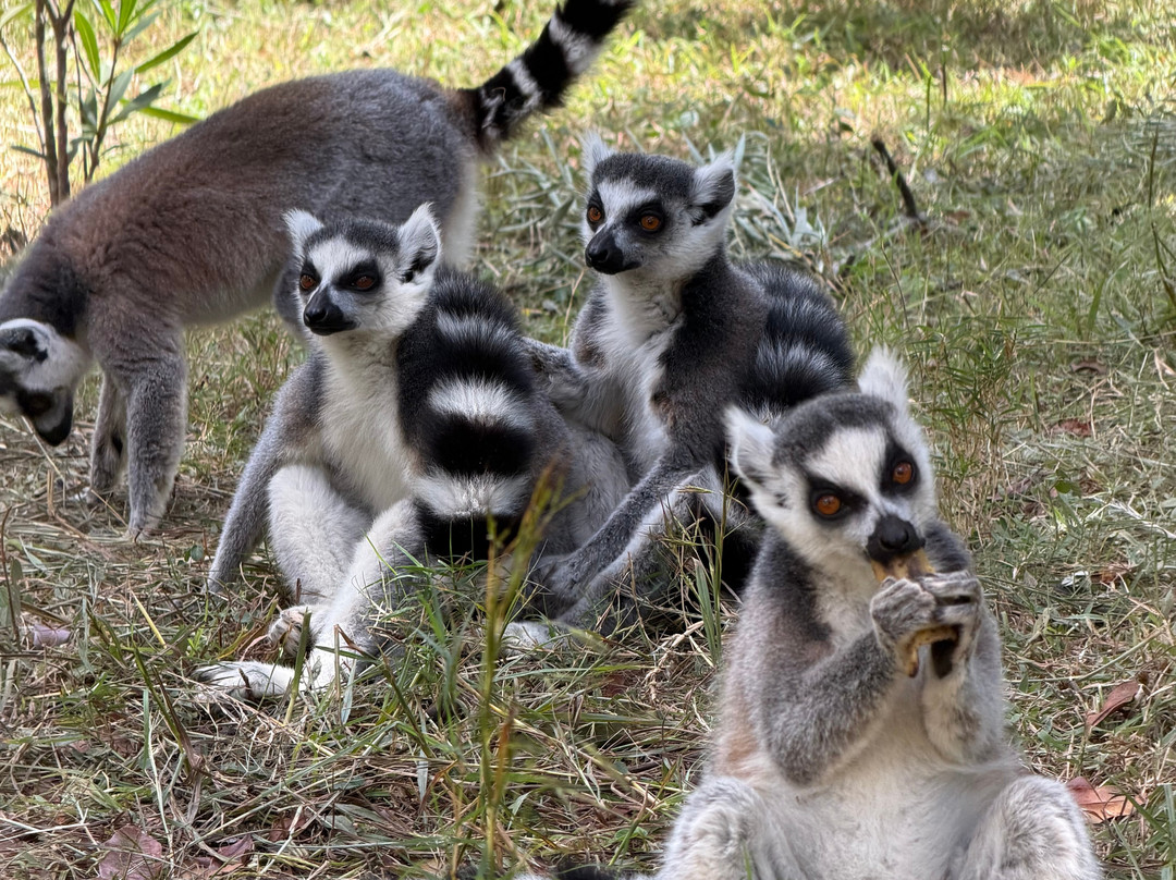 Cactus Tours Madagascar-安塔那那利佛必去景点