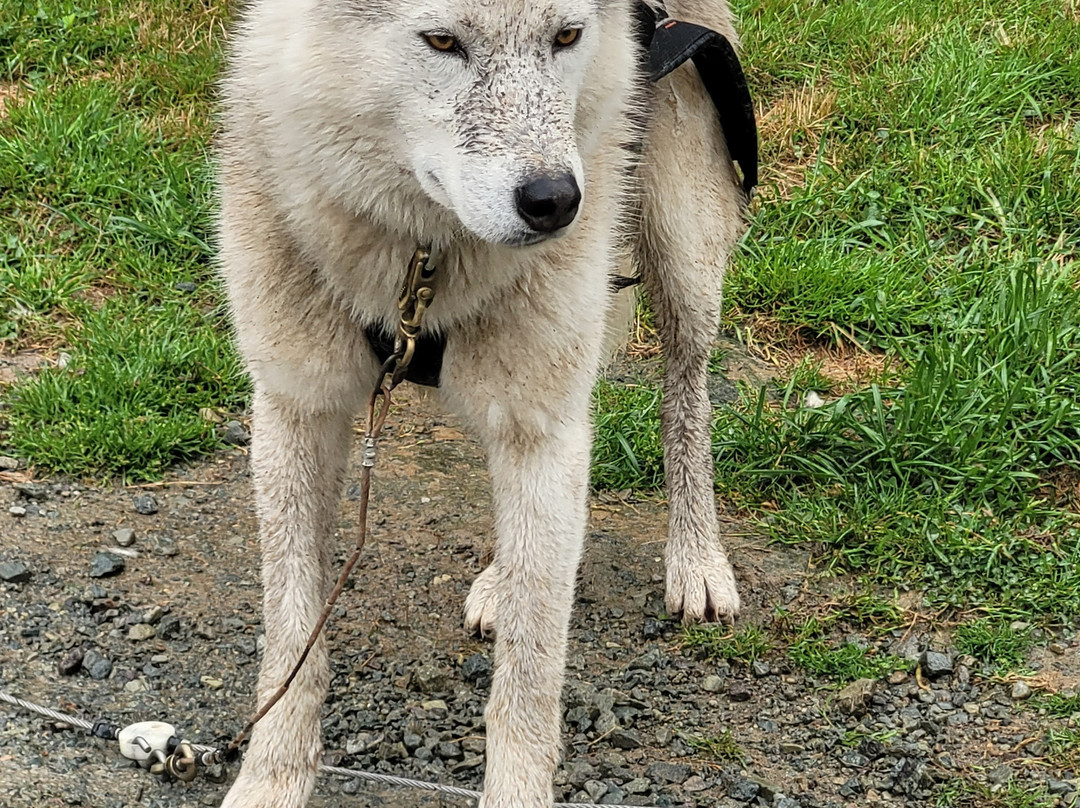 Sled Dog Ride-Saint-Symphorien必去景点