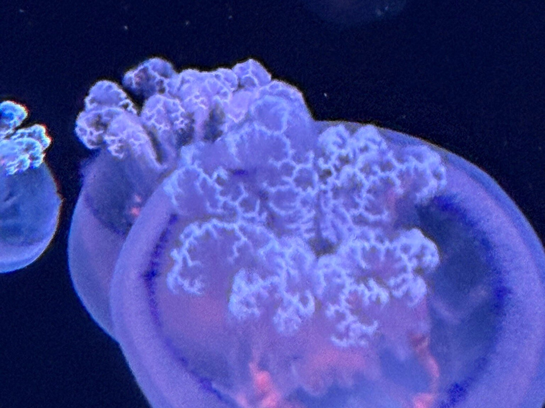 Jellyfish Museum-庞帕诺比奇必去景点