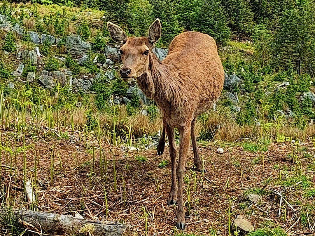 Bainloch Deer Park-Dalbeattie必去景点