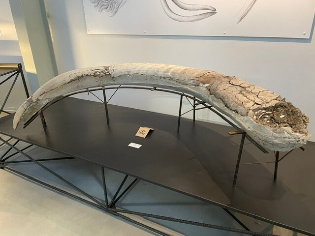 Museo Paleontologico "Luigi Boldrini"-Piegaro必去景点