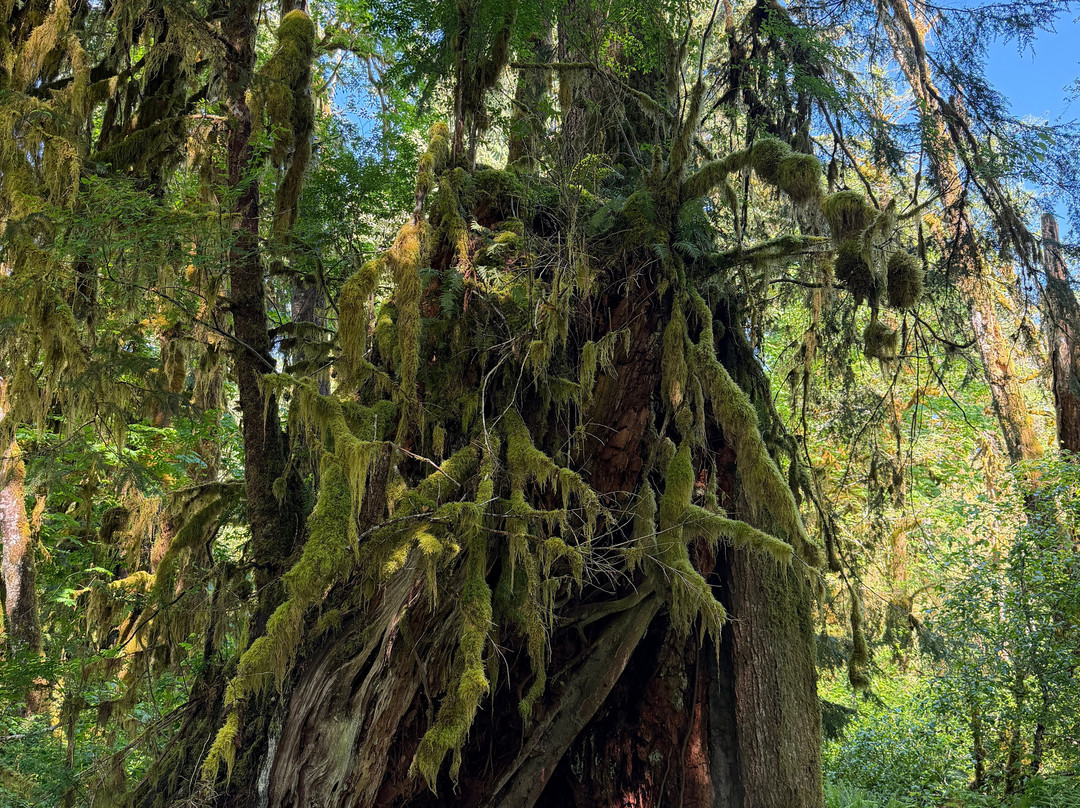 Quinault Rain Forest-奥林匹克国家公园必去景点