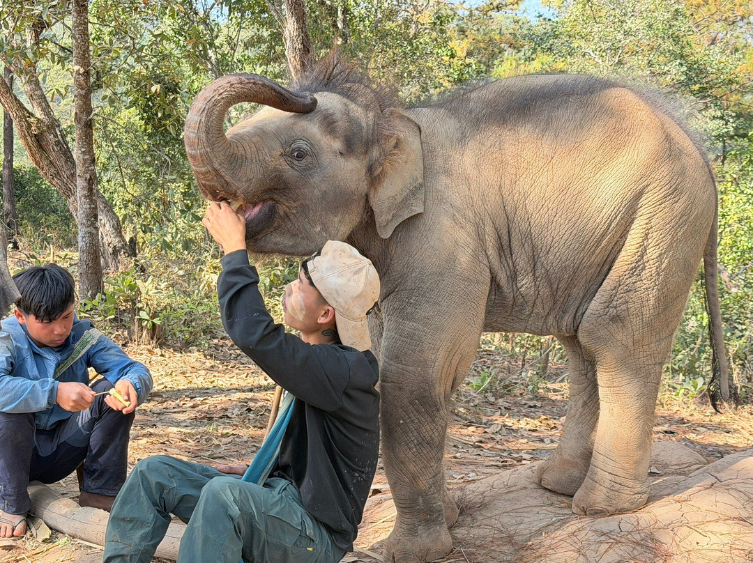Elephant Freedom Village-清迈必去景点