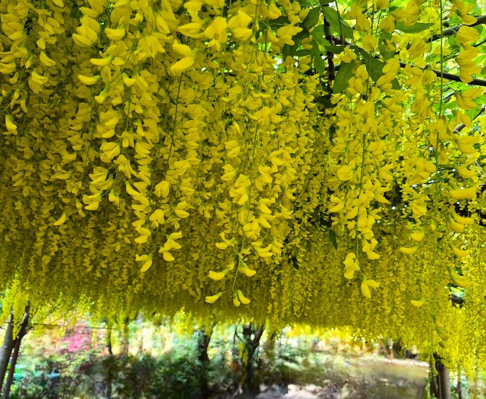 Bodnant Garden-Tal-y-Cafn必去景点