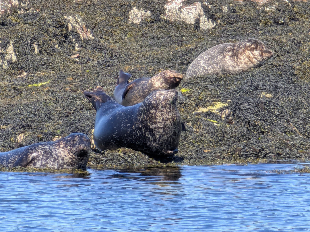 Gairloch Glass Bottom Boat Cruises-盖尔洛赫必去景点