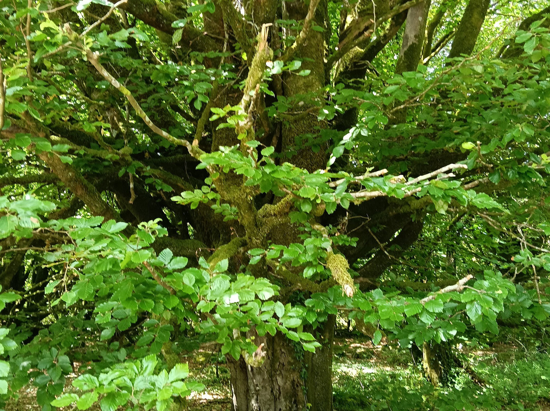 St Neot Two Valleys-St. Neot必去景点