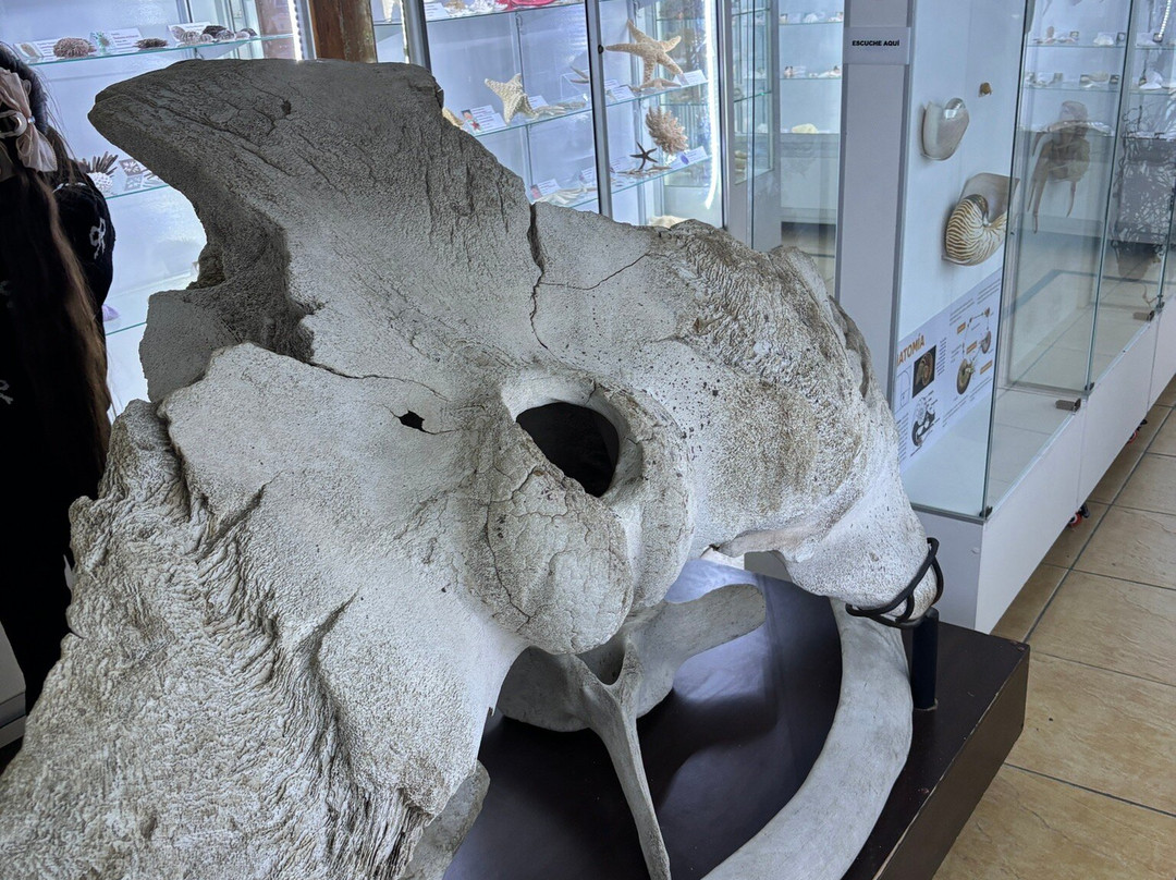 Sea Museum-阿里卡必去景点