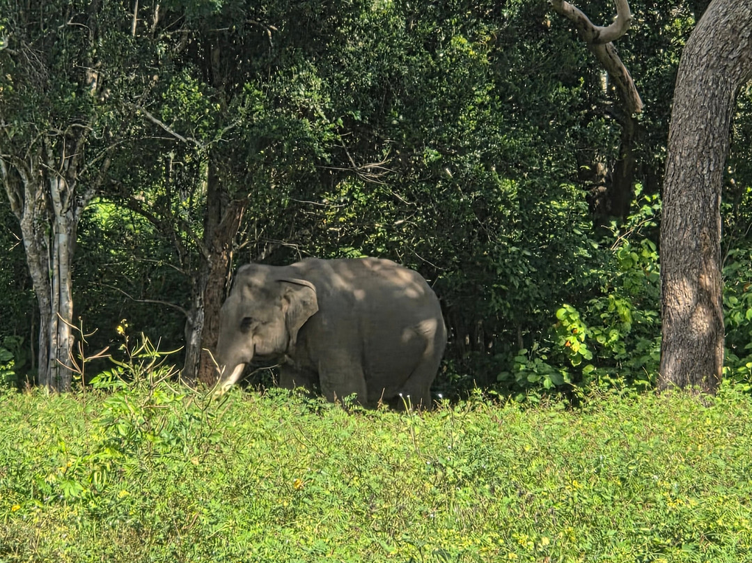 Madushan Wild Life Safari YALA SRI LANKA-蒂瑟默哈拉默必去景点