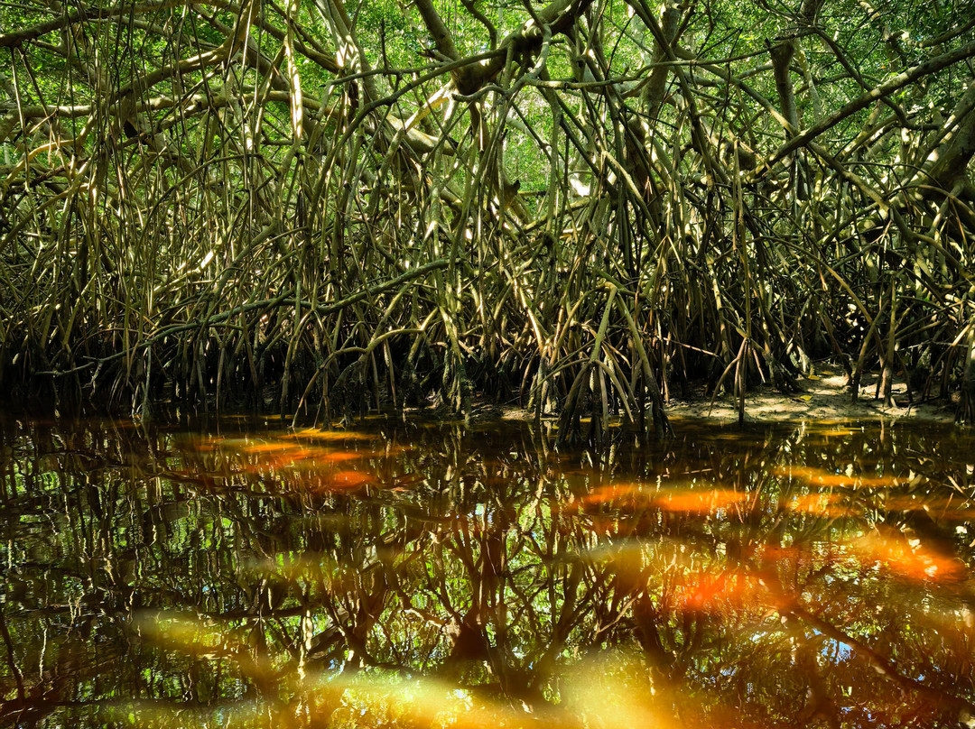Reserva de la Biosfera Ría Celestún-塞莱斯顿必去景点