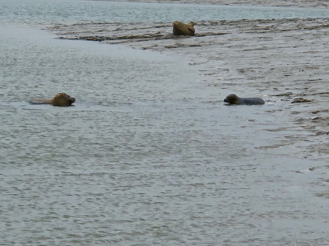 Wildlife Boat Trips-Walton-on-the-Naze必去景点